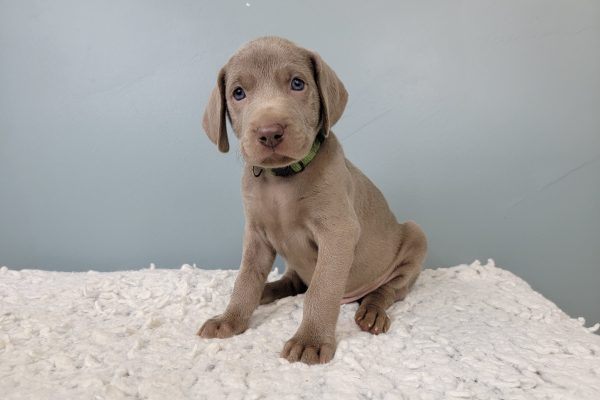 Available Weimaraner Puppies - Old Oak Hill Farm